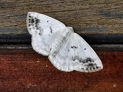 Lomographa temerata